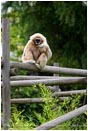 Gibbon 1 Stock Image