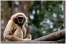 Gibbon 2 Stock Image