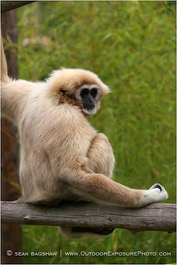 Royalty Free Stock Photo: Gibbon 3