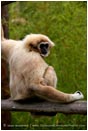 Gibbon 3 Stock Image 