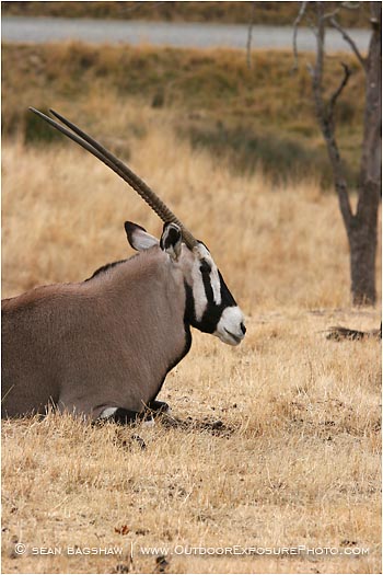Royalty Free Stock Photo: Gemsbok 1