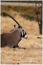 Royalty Free Stock Photo: Gemsbok 1