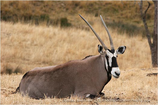 Royalty Free Stock Photo: Gemsbok 2
