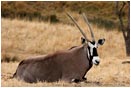 Royalty Free Stock Photo: Gemsbok 2