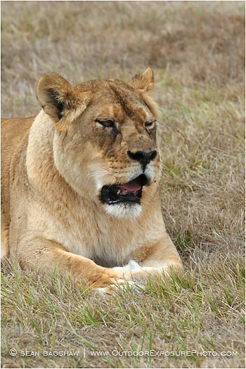 Royalty Free Stock Photo: Lion 1