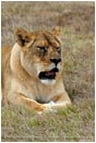 Royalty Free Stock Photo: Lion 1