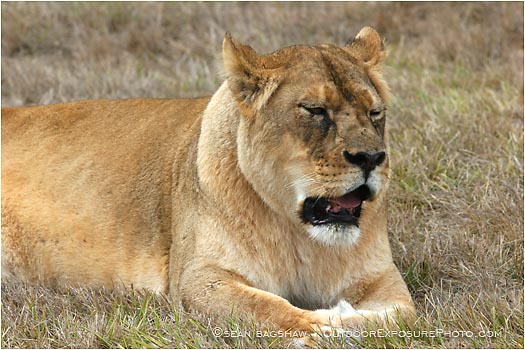 Royalty Free Stock Photo: Lion 2