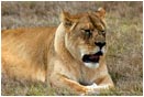 Royalty Free Stock Photo: Lion 2