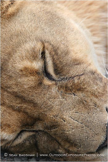 Royalty Free Stock Photo: Lion 3