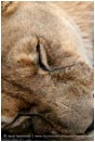 Royalty Free Stock Photo: Lion 3