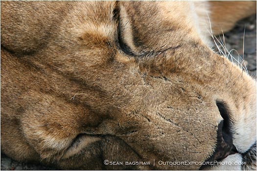 Royalty Free Stock Photo: Lion 4