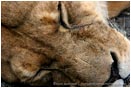 Royalty Free Stock Photo: Lion 4