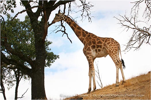 Royalty Free Stock Photo: Giraffe 1