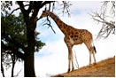 Royalty Free Stock Photo: Giraffe 1