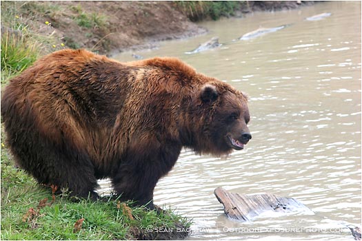Royalty Free Stock Photo: Grizzly Bear 1
