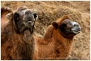Royalty Free Stock Photo: Camels 1