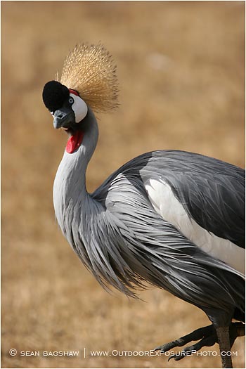 Royalty Free Stock Photo: African Crowned Crane 1