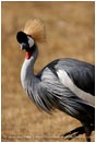 Royalty Free Stock Photo: African Crowned Crane 1
