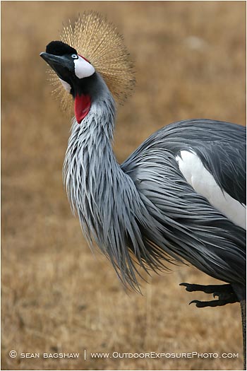 Royalty Free Stock Photo: African Crowned Crane 2