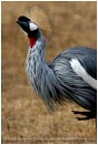 Royalty Free Stock Photo: African Crowned Crane 2