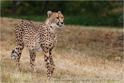 Royalty Free Stock Photo: Cheetah 1