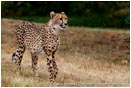 Royalty Free Stock Photo: Cheetah 1