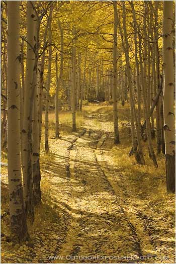 Royalty Free Stock Photo: Golden Road
