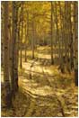 Royalty Free Stock Photo: Golden Road