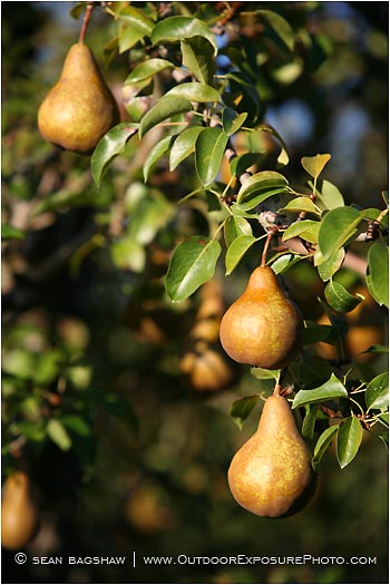 Royalty Free Stock Photo: Pears 1