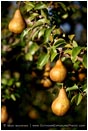 Royalty Free Stock Photo: Pears 1