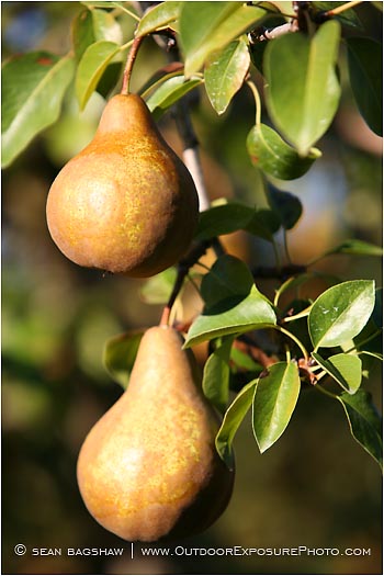 Royalty Free Stock Photo: Pears 2