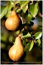 Royalty Free Stock Photo: Pears 2