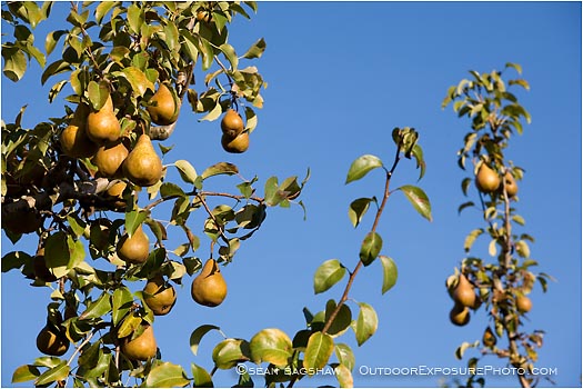 Royalty Free Stock Photo: Pears 3