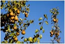Royalty Free Stock Photo: Pears 3
