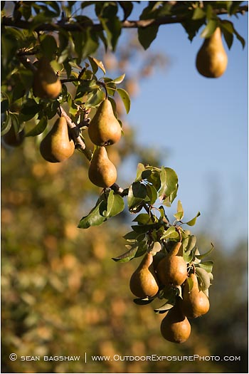 Royalty Free Stock Photo: Pears 4