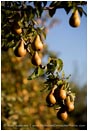 Royalty Free Stock Photo: Pears 4