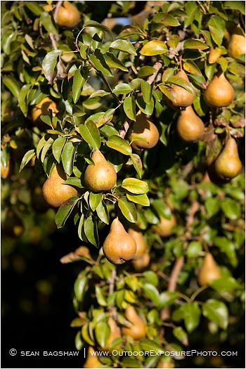 Royalty Free Stock Photo: Pears 5