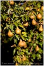 Royalty Free Stock Photo: Pears 5