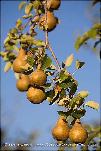 Royalty Free Stock Photo: Pears 6