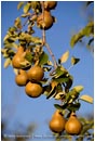 Royalty Free Stock Photo: Pears 6