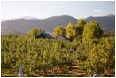 Royalty Free Stock Photo: Pear Orchard 10