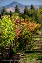 Royalty Free Stock Photo: Vineyard 1