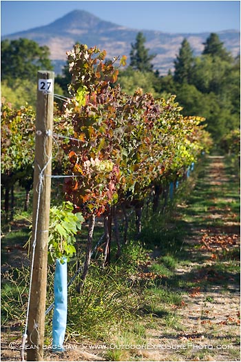 Royalty Free Stock Photo: Vineyard 2