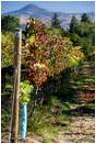 Royalty Free Stock Photo: Vineyard 2
