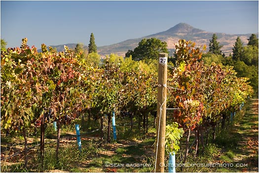 Vineyard 3 Stock Image Southern Oregon