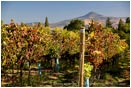 Royalty Free Stock Photo: Vineyard 3