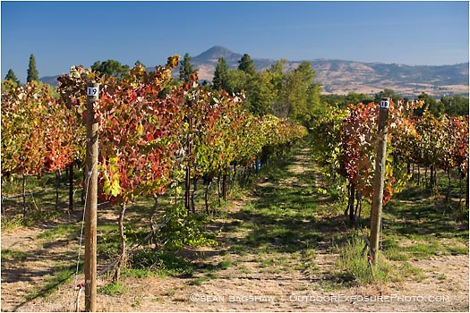 Royalty Free Stock Photo: Vineyard 4