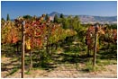 Royalty Free Stock Photo: Vineyard 4