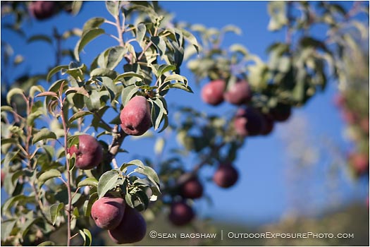 Royalty Free Stock Photo: Pears 7