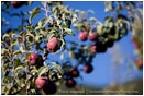 Royalty Free Stock Photo: Pears 7